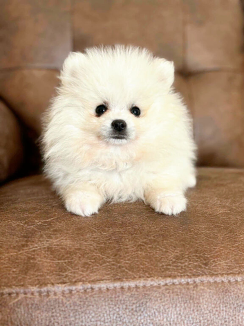 Quality Snow White Pomeranians