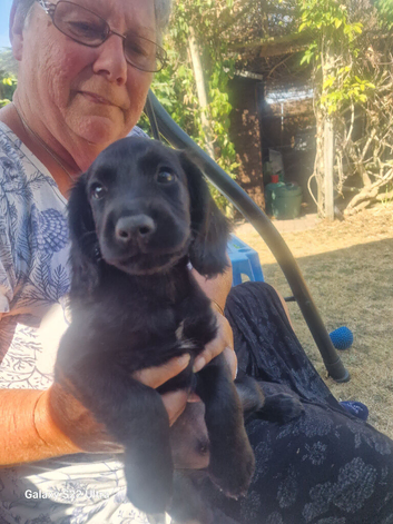 Working male cocker spaniel
