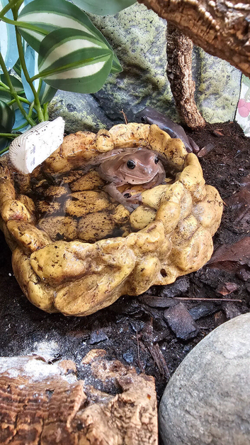 Trio of white tree frogs