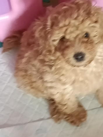 Beautiful Toy poodle puppies.