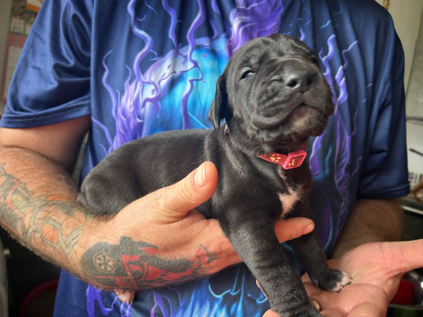 Last Black Girl  Great Dane Puppies.