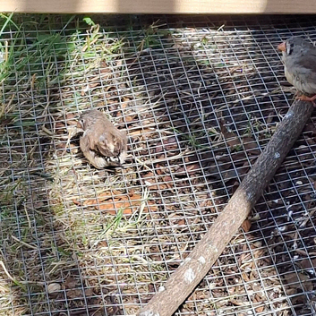 1 young zebra finch male