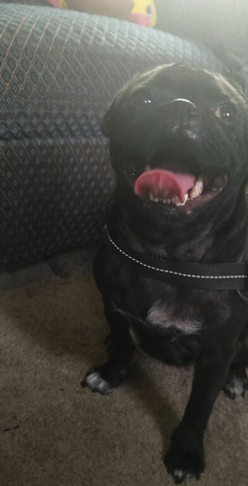 4 year old pug called oreo