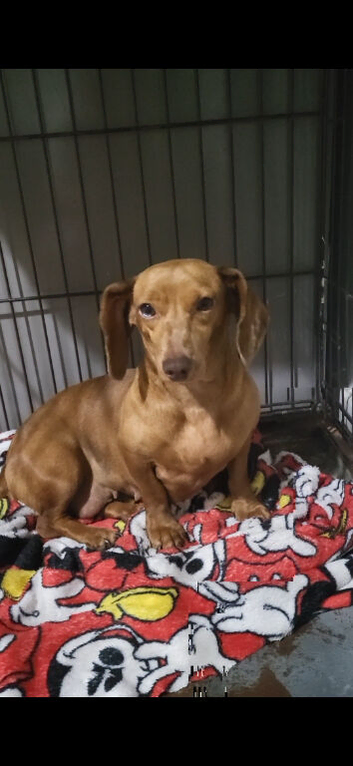 Mini dachshund !