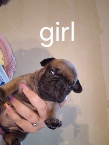 Puppies