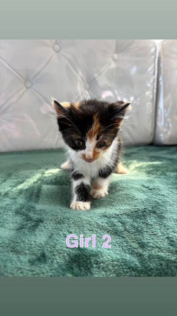 Kittens
