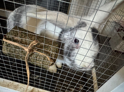 2 male rabbits