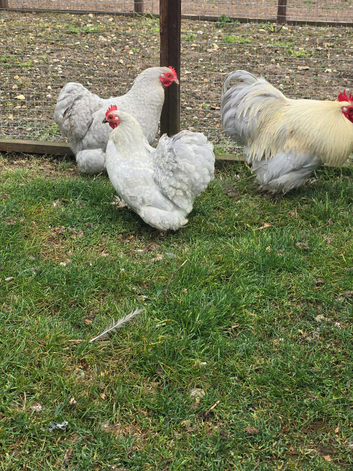 Lavender Pekin Bantam hatching eggs