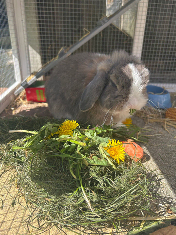 Bertie Boy!