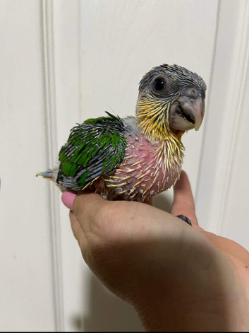 Black headed caique parrot Sunny