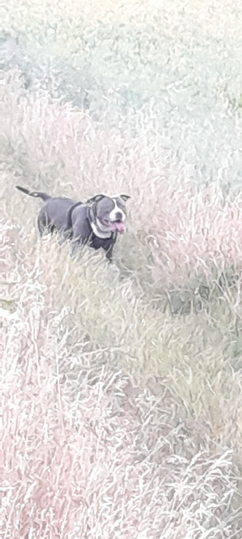 Blue and white male pocket bully available for stud