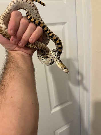 Bull snake