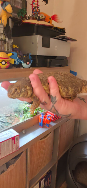 Female Uromastyx