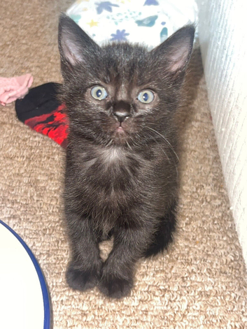 Last little girl