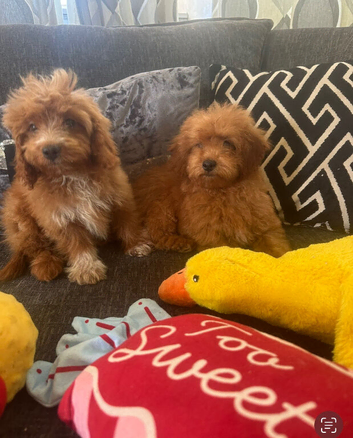 Absolutely stunning red cavapoos