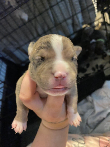 Gorgous Staffordshire bull terrier