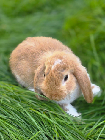 READY NOW! 8 week old Baby Bunnies