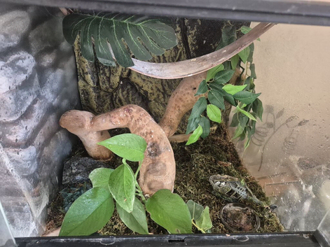 GECKO SET UP