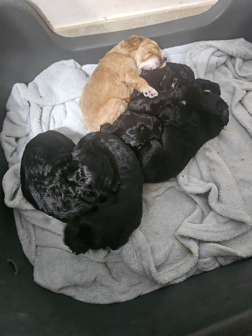 Cockapoos puppies for sale