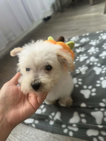 Westiepoo Boy