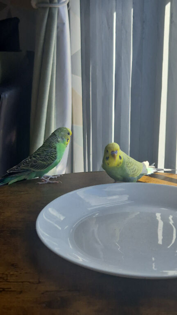 Budgies looking for new home