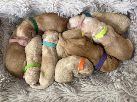 Exceptional F2 Miniature Cockapoo Puppies