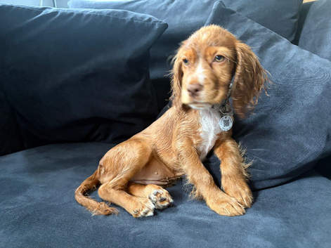 Lovely cocker spaniel girl puppy