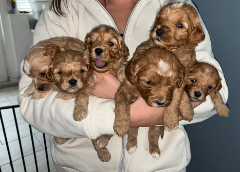 F2 generation cavapoo puppies