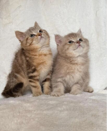 BSH kittens from health tested parents