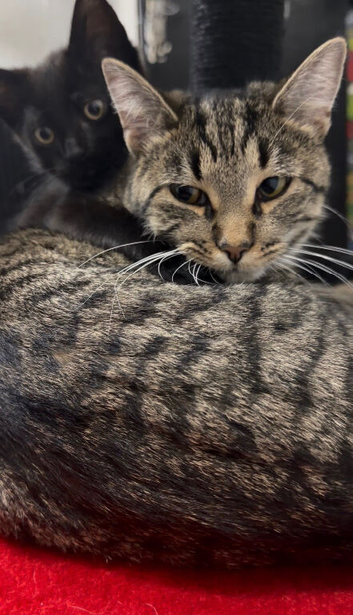 1 black kitten & 1 junior cat.