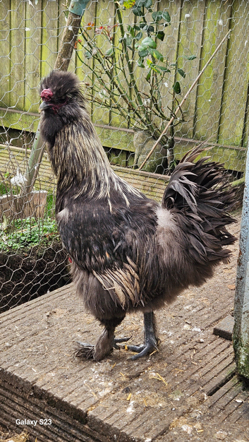 Blue rooster