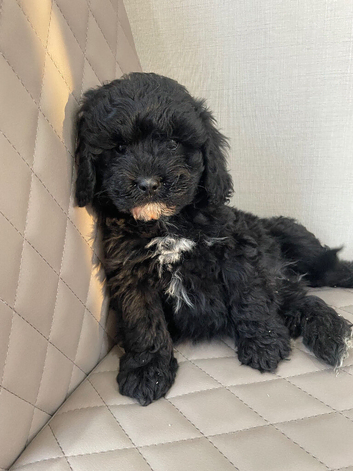 F1 Health tested Cavapoo