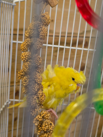 Two female Helicopter baby budgies