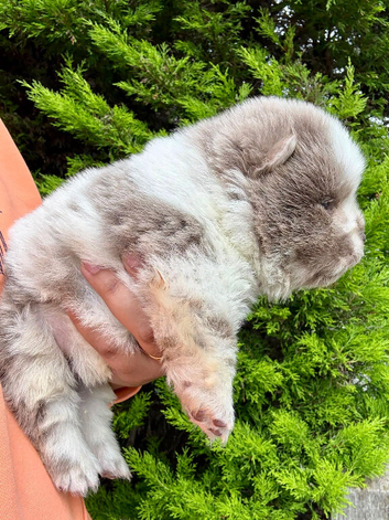 Exotic rare chow chow puppies