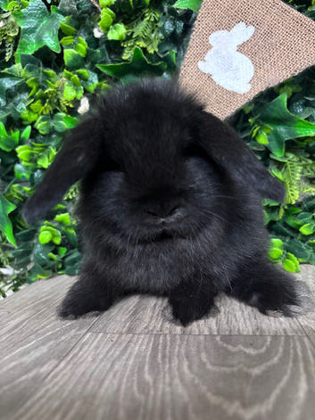 BEAUTIFUL BABY MINI LOP BUNNIES