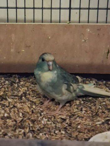 Blue and Cream Kakariki