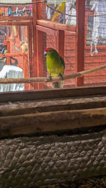 Kakarikis for sale