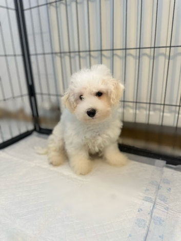 Bichon frise puppy for sale