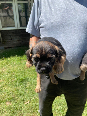 Border terriers