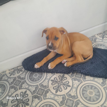 9 week American pup ready now