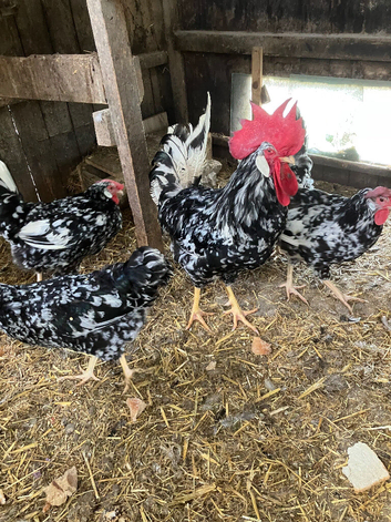 Fertile hatching eggs