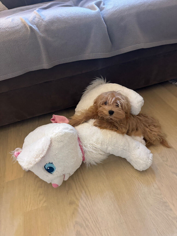 Korean Maltipoo's tiny 1 boy remaining