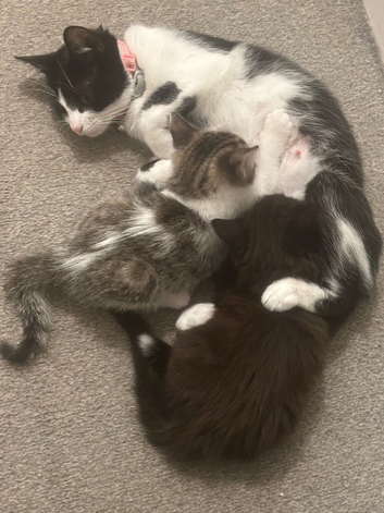 2 kittens 8 weeks