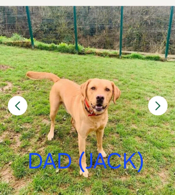 Kc labrador puppies red/yellow