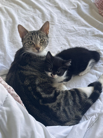 Tabby mother & black n white kitty daughter