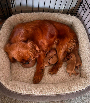 cavapoo pups ready now