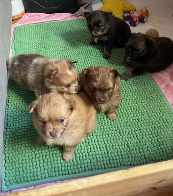 Pomeranian x puppies