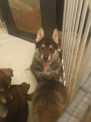 Wolfdog/husky hybrid Cross german shepherd