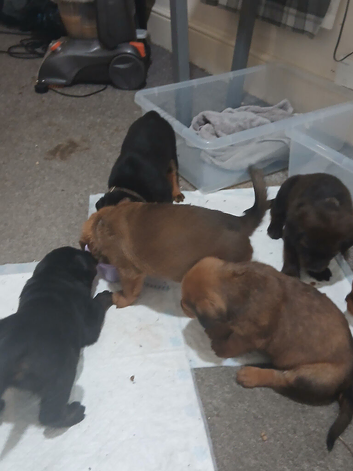 Cane corso x rottwieller pup