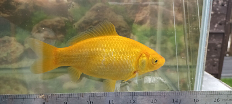 Goldfish